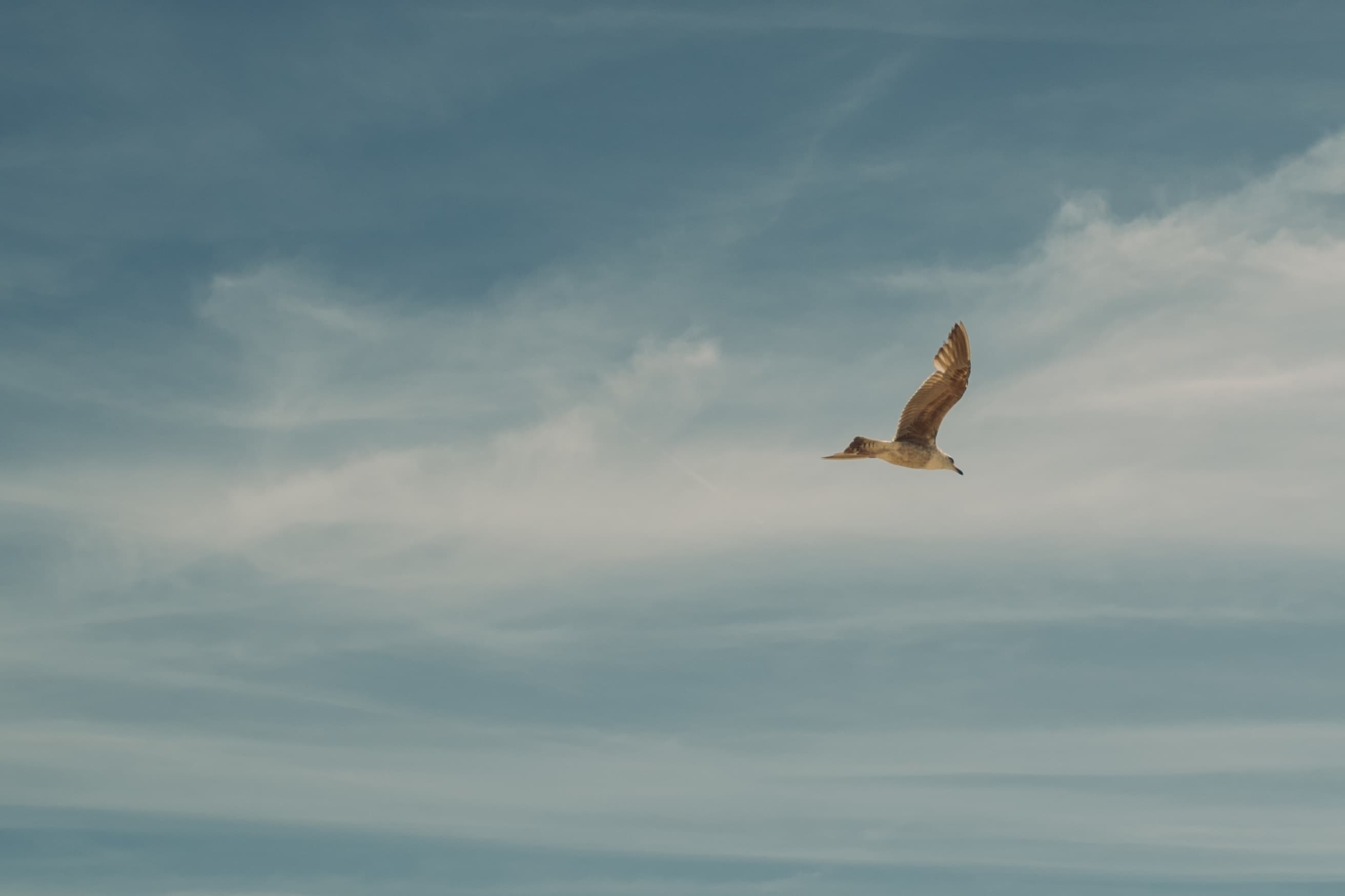 The Gift of Gratitude: Cultivating a Thankful Heart